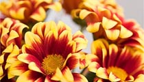 Blumen